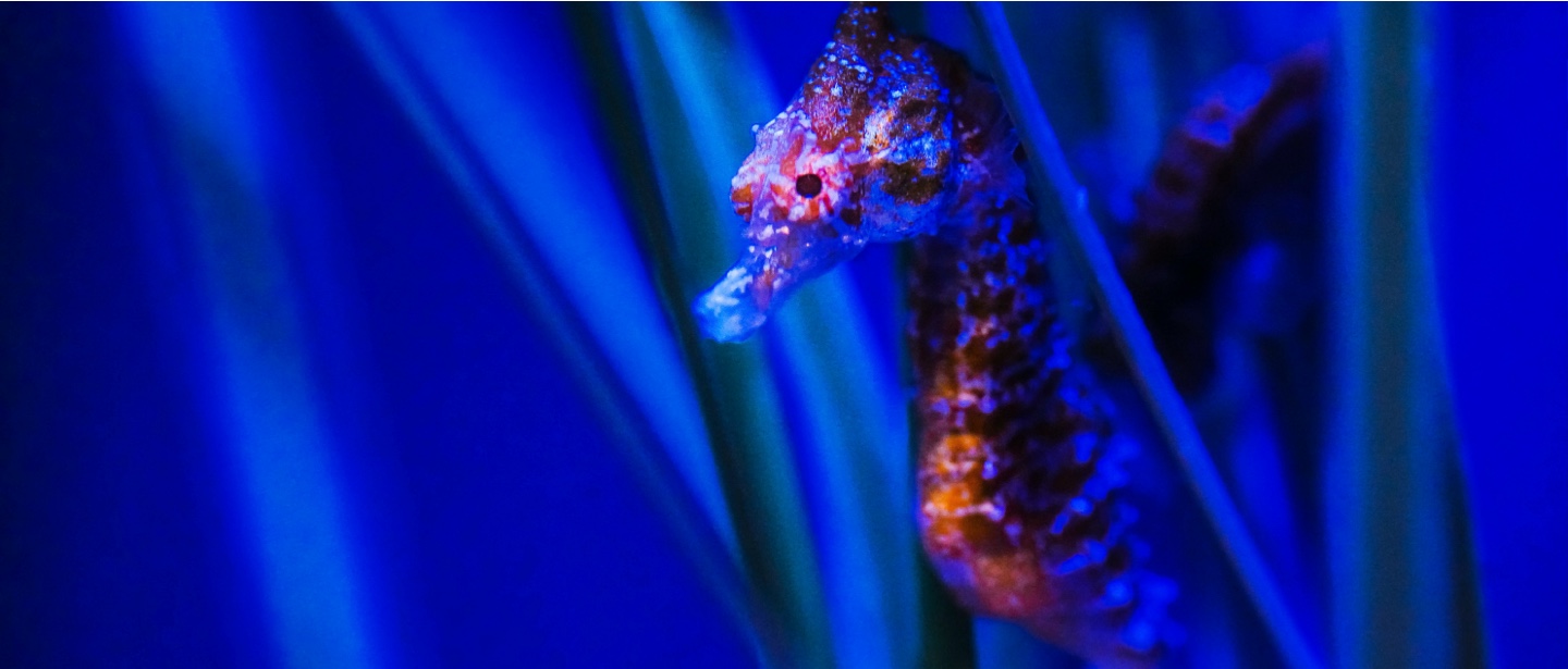 seahorse