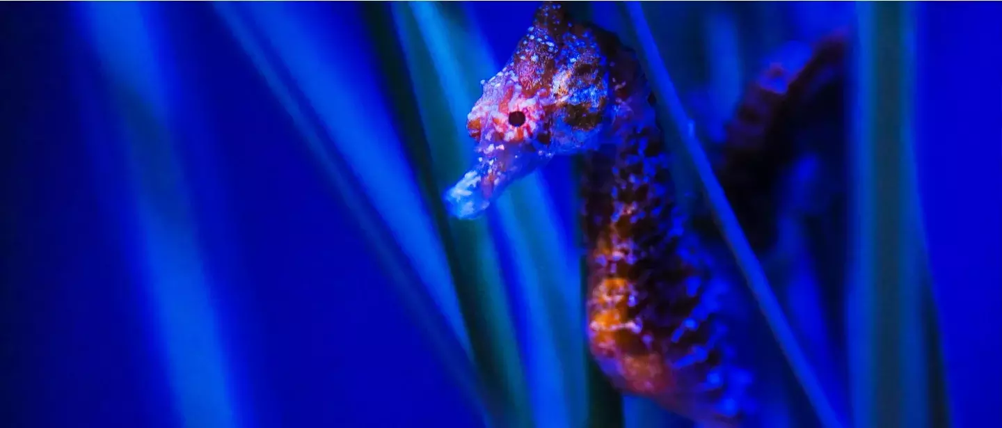 seahorse